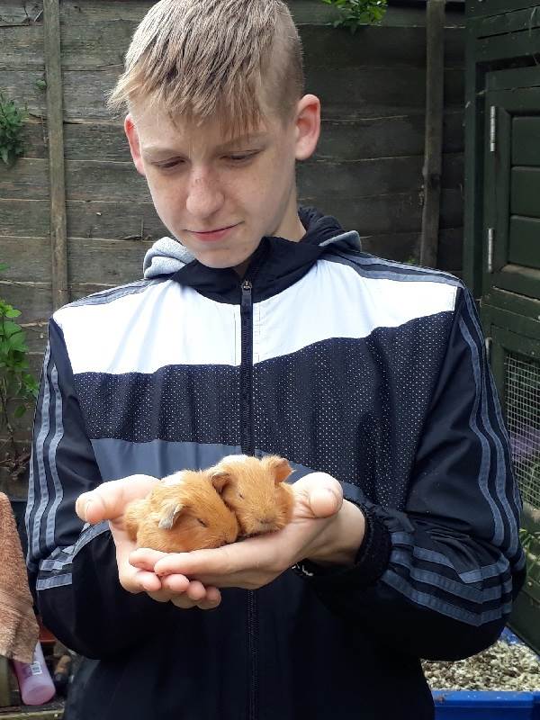 guinea pigs, hedgehogs, mini-lop rabbits, and Pekin Bantam chickens meet children who want to pet them