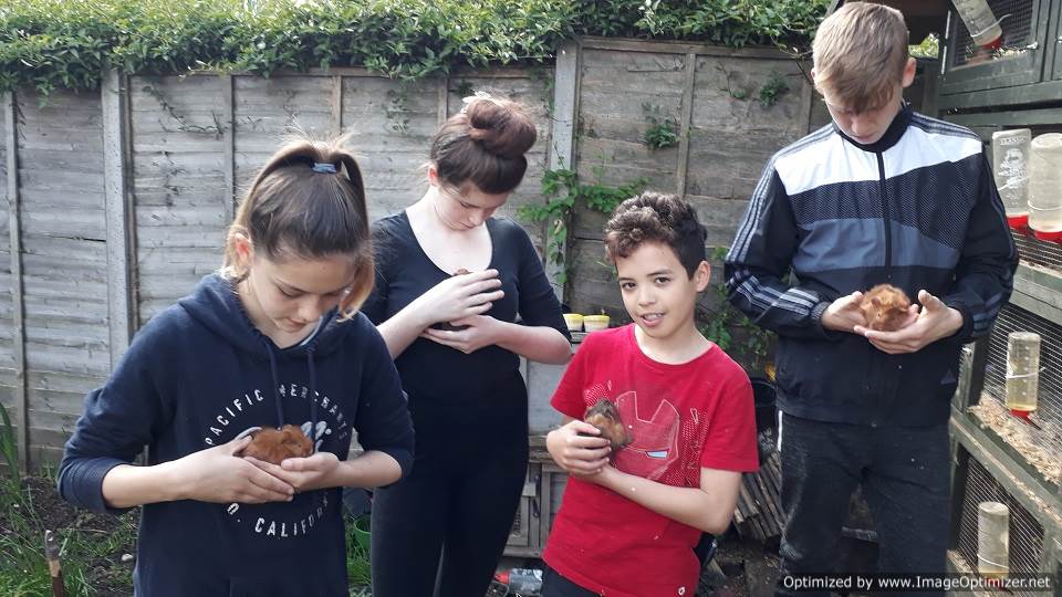 a petting zoo where children can meet rabbits, chickens and guinea pigs at Orleans school in Twickenham