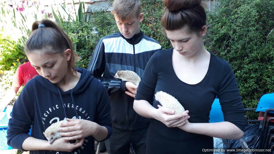 guinea pigs, hedgehogs, mini-lop rabbits, and Pekin Bantam chickens meet children who want to pet them