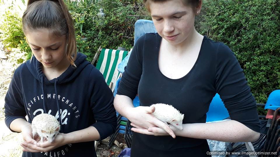 guinea pigs, hedgehogs, mini-lop rabbits, and Pekin Bantam chickens meet children who want to pet them