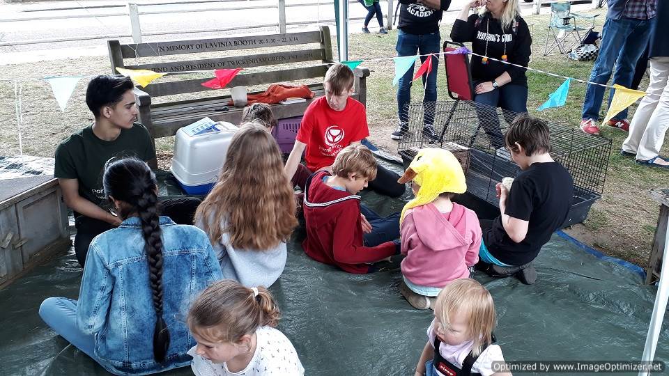 Pekin chicken bantams, mini-lop rabbits, and guinea pigs for the children of Nelson school to pet