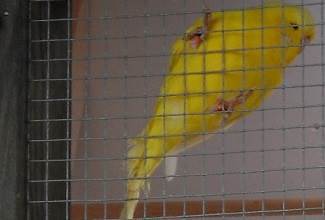 Budgies