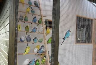 Budgies