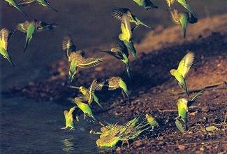 Budgies