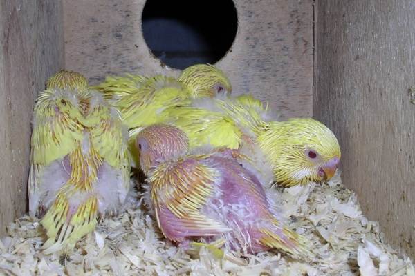 Cage and Toys for Budgies