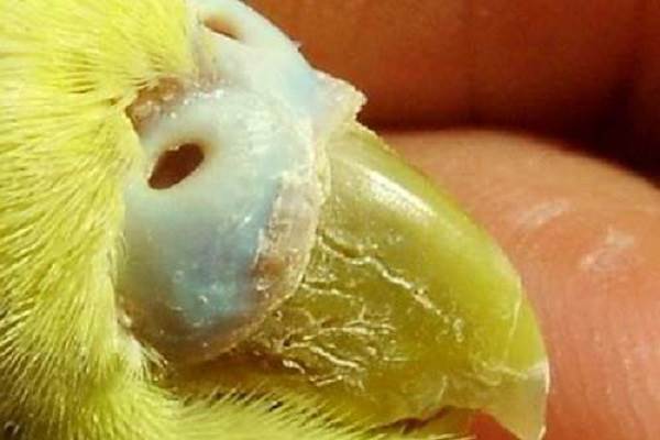 Illnesses and Diseases of Budgies