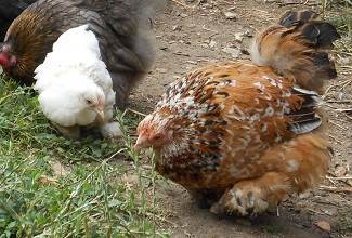 Chickens