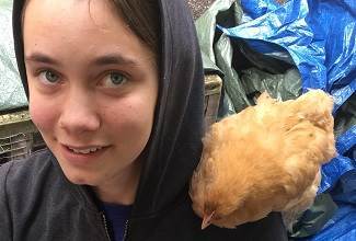 Chickens