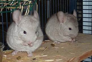 Chinchillas are nimble animals that love to run, jump and climb at night and sleep in the day