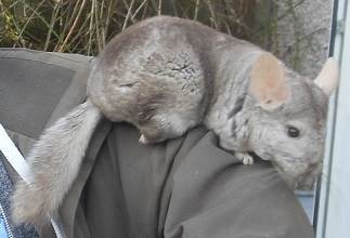 Chinchillas