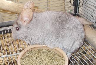 Chinchillas