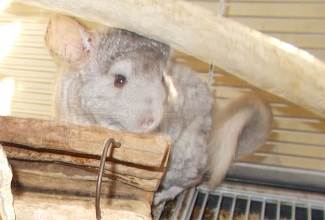 Chinchillas