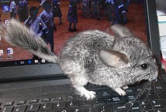 Chinchillas