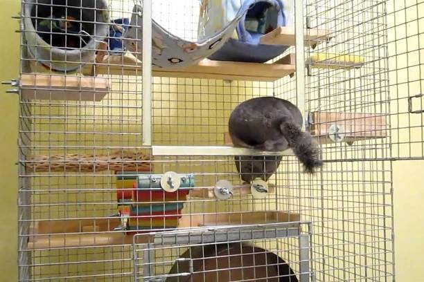 Cage and Toys for Chinchillas