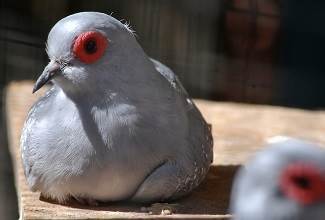 Doves
