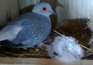 Doves