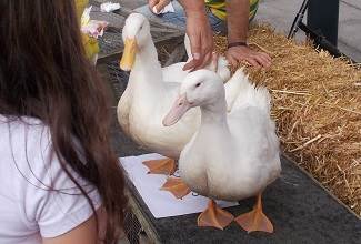 Ducks