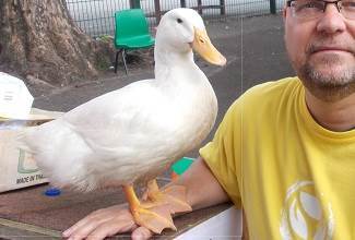 Ducks