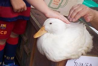 Ducks