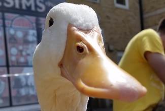 Ducks