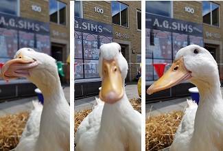Ducks