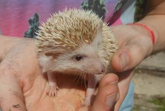 Hedgehogs
