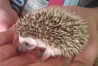 Hedgehogs