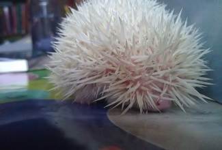 Hedgehogs