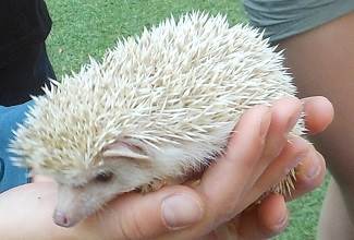 Hedgehogs
