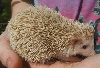 Hedgehogs