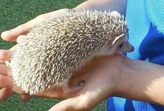 Hedgehogs