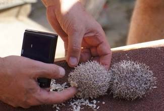 Hedgehogs