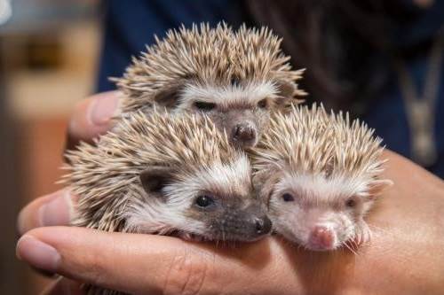 Cage and Toys for African Pygmy Hedgehogs