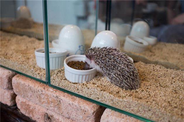 Cage and Toys for African Pygmy Hedgehogs