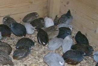 Chinese Painted Quails