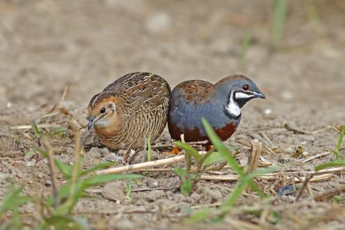 Chinese Painted Quails