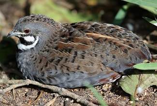 Chinese Painted Quails