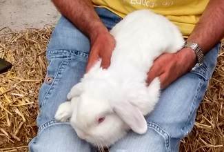 Rabbits