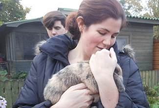 Rabbits