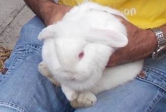 Rabbits