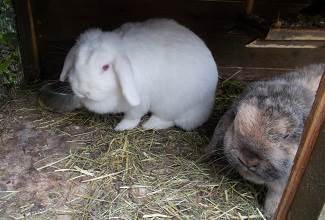 Rabbits