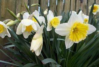 daffodils of all sizes and colours are a part of Spring in the England