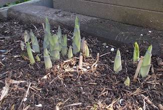 Hostas