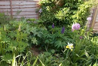 Lupins