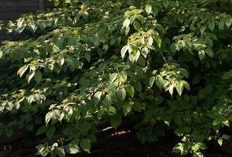 Virburnum